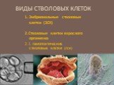 Виды стволовых клеток. Эмбриональные стволовые клетки (ЭСК) 2.Стволовые клетки взрослого организма 2.1. ГЕМОПОЭТИЧЕСКИЕ СТВОЛОВЫЕ КЛЕТКИ (ГСК)