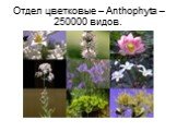 Отдел цветковые – Anthophyta – 250000 видов.