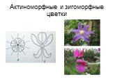 Актиноморфные и зигоморфные цветки
