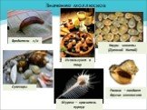 Значение моллюсков. Вредители с/х Используют в пищу Сувениры. Каури- монеты (Древний Китай). Рапана – поедает других моллюсков. Мурекс – краситель пурпур