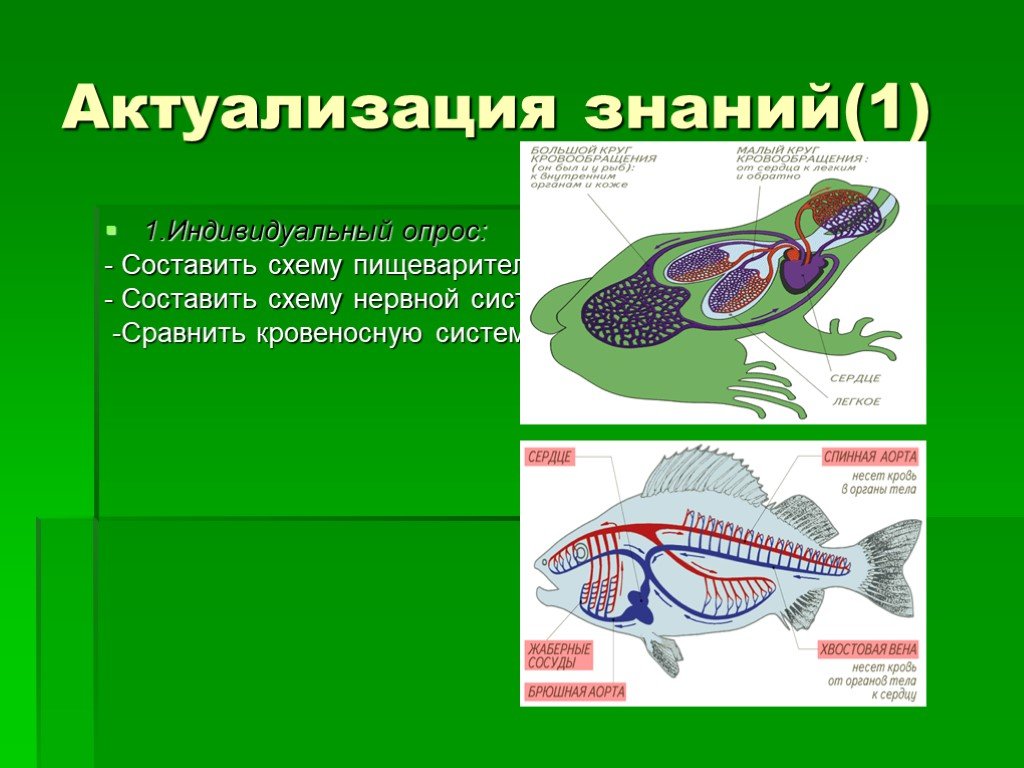 Различие лягушки и рыбы. Дыхательная и кровеносная система земноводных. Строение системы пищеварения земноводных. Кровеносная система рыб. Кровеносная система амфибий.
