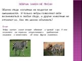 ЗЕБРАМ ЗАКОН НЕ ПИСАН Обычно стада копытных на водопое не смешиваются. И только зебры позволяют себе вклиниваться в любое стадо, и другие животные не отгоняют их. Как это можно объяснить? Ответ Зебры имеют самое острое обоняние и чуткий слух. И это позволяет им первыми почувствовать приближение хищн