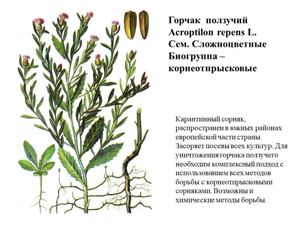 Презентация на тему сорняки и меры борьбы с ними