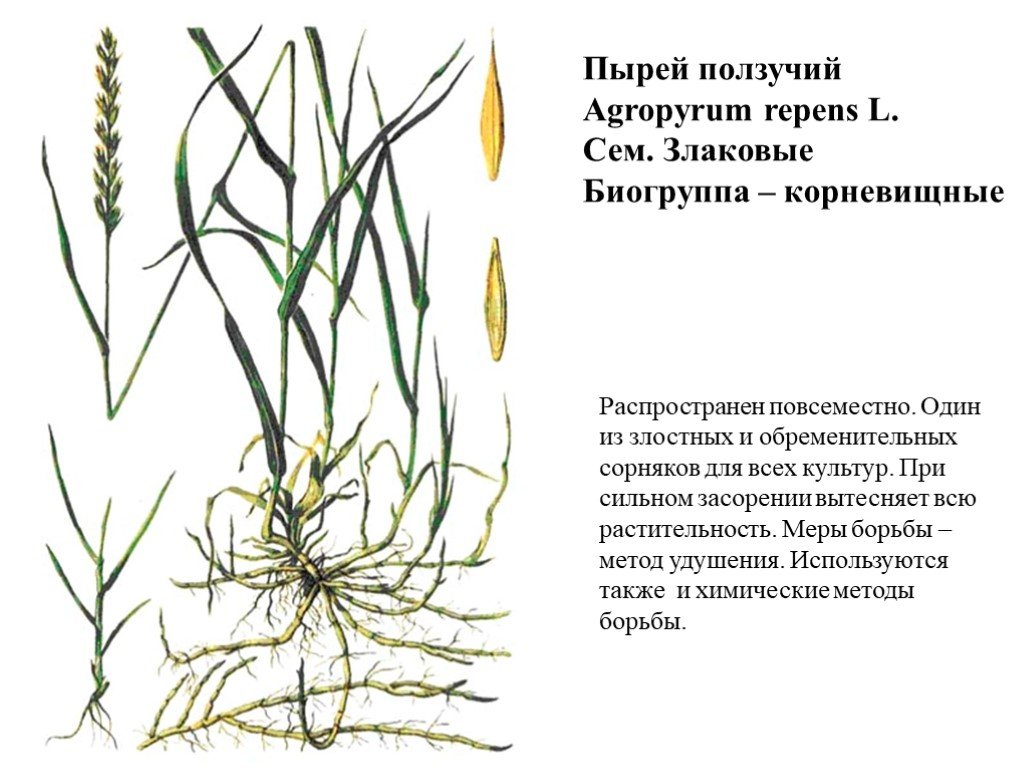 Пырей ползучий дикорастущий. Пырей ползучий. Пырей ползучий (Elytrigia repens). Пырей ползучий Agropyron repens. Пырей злаковое растение.