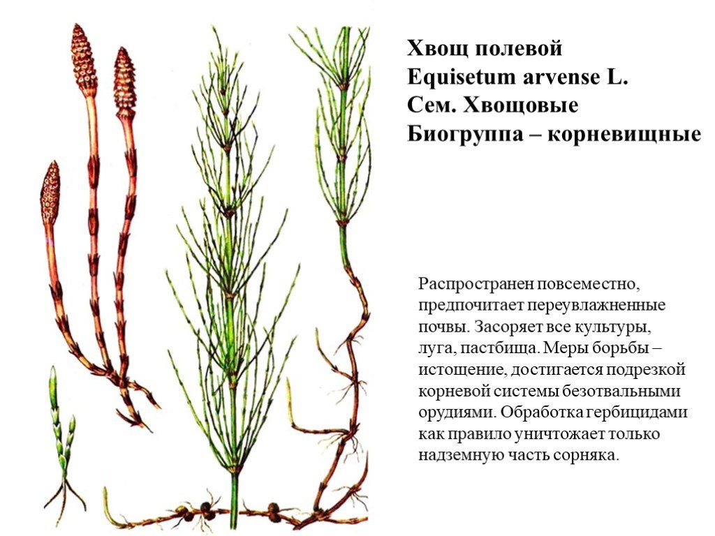 Хвощ полевой корневище. Хвощ полевой - Equisétum arvénse. Хвощ полевой Equisetum arvense l.. Биогруппа хвоща полевого. Хвощ полевой корневая.