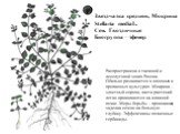 Звездчатка средняя, Мокрица Stellaria mediaL. Сем. Гвоздичные Биогруппа – эфемер. Распространена в таежной и лесолуговой зонах России. Обильно развивается в овощных и пропашных культурах. Мокрица – злостный сорняк, части растений легко приживаются на влажной почве. Меры борьбы – провокация, заделка 