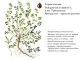 Горец птичий Polygonum aviculare L. Сем. Гречишные Биогруппа – яровые ранние. Распространен повсеместно. Засоряет все культуры, но чаще на плотных почвах многолетние травы, сады и огороды. Для борьбы используют лущение после уборки предшественника, вспашку с предплужником. Эффективны также предпосев