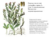 Горчак ползучий Acroptilon repens L. Сем. Сложноцветные Биогруппа – корнеотпрысковые. Карантинный сорняк, распространен в южных районах европейской части страны. Засоряет посевы всех культур. Для уничтожения горчака ползучего необходим комплексный подход с использованием всех методов борьбы с корнео