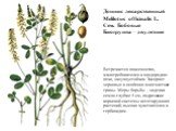 Донник лекарственный Melilotus officinalis L. Сем. Бобовые Биогруппа – двулетние. Встречается повсеместно, малотребователен к плодородию почв, засухоустойчив. Засоряет зерновые и особенно многолетние травы. Меры борьбы – заделка семян глубже 5 см, подрезание корневой системы вегетирующих растений; в