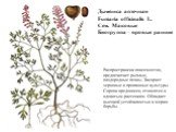 Дымянка аптечная Fumaria officinalis L. Сем. Маковые Биогруппа – яровые ранние. Распространена повсеместно, предпочитает рыхлые, плодородные почвы. Засоряет зерновые и пропашные культуры. Сорняк вредоносен, относится к ядовитым растениям. Обладает высокой устойчивостью к мерам борьбы.