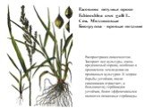 Ежовник петушье просо Echinochloa crus galli L. Сем. Мятликовые Биогруппа – яровые поздние. Распространен повсеместно. Засоряет все культуры, очень вредоносный сорняк, особенно в орошаемом земледелии на пропашных культурах. К мерам борьбы устойчив, после скашивания отрастает, к большинству гербицидо