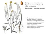 Желтушник левкойный Erysimum cheiranthoides L. Сем. Капустные Биогруппа – яровые ранние. Распространен повсеместно. Засоряет полевые и овощные культуры. Лучше развивается на песчаных почвах. При соблюдении севооборотов и агротехники сорняк не является обременительным. Эффективны химические меры борь