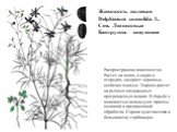 Живокость полевая Delphinium consolida L. Сем. Лютиковые Биогруппа – зимующие. Распространена повсеместно. Растет на полях, в садах и огородах, засоряет зерновые, особенно озимые. Хорошо растет на рыхлых плодородных прогреваемых почвах. В борьбе с живокостью используют приемы основной и предпосевной