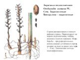 Заразиха подсолнечная Orobanche cumana W. Сем. Заразиховые Биогруппа - паразитные. Сорняк распространен в южных районах страны. Паразитирует на корнях подсолнечника, табака, конопли и многих сорняков. Меры борьбы – предупредительные, использование устойчивых сортов, возврат на поле не ранее чем чере