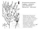 Клоповник мусорный Lepidium ruderale L. Сем. Гречишные Биогруппа – зимующие. Распространен повсеместно. Засоряет посевы зерновых, многолетних трав. Считается ядовитым сорняком. В северных районах не перезимовывает и является ранним яровым. Основной метод борьбы – провокация, соблюдение севооборота. 