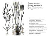 Костер ржаной Bromus secalinus L. Сем. Мятликовые Биогруппа - озимые. Специализированный сорняк озимой ржи. Наиболее распространен в лесной и лесостепной зоне, малотребователен к почвенным условиям. Особенно сильно засоряет озимые хлеба во влажные годы. Меры борьбы – соблюдение севооборотов, тщатель