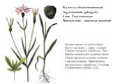 Куколь обыкновенный Agrostemma gitagoL. Сем. Гвоздичные Биогруппа – яровые ранние. Распространен по всей стране. Растет на полях, у дорог, в садах. Сорняк считается ядовитым. Для борьбы используют лущение после уборки предшественника, вспашку с предплужником. Эффективны предпосевные обработки. Устой