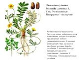 Лапчатка гусиная Potentilla anserina L. Сем. Розоцветные Биогруппа – ползучие. Распространена повсеместно. Растет на полях, пойменных лугах и пастбищах, в садах и огородах. Предпочитает хорошо увлажненные почвы. В посевах многолетних трав, на лугах и пастбищах к мерам борьбы устойчива. В посевах кул