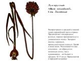 Лук круглый Allium rotundum L. Сем. Лилейные. Распространен в средней и южной зонах европейской части страны. Предпочитает плодородные, рыхлые, хорошо прогреваемые и увлажненные почвы. Засоряет посевы зерновых, преимущественно озимых. Цветет в июне-июле. Размножается как семенами – их образуется нес