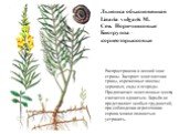 Льнянка обыкновенная Linaria vulgaris М. Сем. Норичниковые Биогруппа – корнеотпрысковые. Распространена в лесной зоне страны. Засоряет многолетние травы, изреженные посевы зерновых, сады и огороды. Предпочитает осветленные места, считается ядовитым. Борьба не представляет особых трудностей, при собл