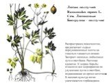 Лютик ползучий Ranunculus repens L. Сем. Лютиковые Биогруппа – ползучие. Распространен повсеместно, предпочитает сырые переувлажненные места на тяжелых глинистых почвах. Засоряет овощные, пойменные луга и пастбища. Растение ядовитое. К мерам борьбы относятся все мероприятия по улучшению лугов и паст