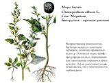 Марь белая Chenopodium album L. Сем. Маревые Биогруппа – яровые ранние. Распространена повсеместно. Растение является злостным сорняком, особенно пропашных культур. Основные меры борьбы – предупредительные, боронование для уничтожения сорняков в фазе всходов. Легко уничтожается как почвенными, так и