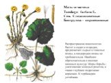 Мать-и-мачеха Tussilago farfara L. Сем. Сложноцветные Биогруппа - корневищные. Распространена повсеместно. Растет в садах и огородах, предпочитает сырые и тяжелые почвы, к плодородию почвы не требовательна. Наиболее обременительна в посевах овощных культур. Меры борьбы - уничтожение молодых розеток,