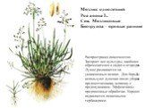 Мятлик однолетний Poa annua L. Сем. Мятликовые Биогруппа – яровые ранние. Распространен повсеместно. Засоряет все культуры, наиболее обременителен в садах и огородах. Лучше развивается на увлажненных почвах. Для борьбы используют лущение после уборки предшественника, вспашку с предплужником. Эффекти