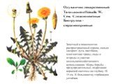 Одуванчик лекарственный Taraxacum offcinalis W. Сем. Сложноцветные Биогруппа - стержнекорневые. Злостный и повсеместно распространенный сорняк, сильно засоряет луга, пастбища, многолетние травы, сады и огороды и участки несельскохозяйственного использования. Меры борьбы – предупредительные, подрезан