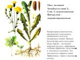 Осот полевой Sonchus arvense L. Сем. Сложноцветные Биогруппа - корнеотпрысковые. Распространен повсеместно, предпочитает осветленные, увлажненные места на плодородных почвах. Наносит большой вред всем культурам. Меры борьбы – истощение корневой системы, эффективна глубокая обработка с культивацией и