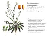 Пастушья сумка обыкновенная Capsela bursa-pastoris L. Сем. Капустные Биогруппа – зимующие. Распространена повсеместно. Засоряет все культуры. В зависимости от условий развивается как эфемер, яровой, зимующий или озимый сорняк. Меры борьбы – своевременная уборка, лущение. Высокочувствительна к широко