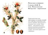 Повилика клеверная Cuscuta trifolii B. Сем. Повиликовые Биогруппа - паразитные. Карантинное растение, паразитирует на клевере, люцерне, льне, картофеле, развивается на многих сорняках. Вредоносность повилики очень велика. Меры борьбы – предупредительные (очистка посевного материала), заделка семян н