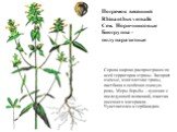 Погремок весенний Rhinanthus vernalis Сем. Норичниковые Биогруппа - полупаразитные. Сорняк широко распространен по всей территории страны. Засоряет озимые, многолетние травы, пастбища и особенно озимую рожь. Меры борьбы – лущение с последующей вспашкой, очистка посевного материала . Чувствителен к г