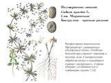 Подмаренник цепкий Galium aparine L. Сем. Мареновые Биогруппа – яровые ранние. Распространен повсеместно. Предпочитает увлажненные плодородные почвы. Особенно большой вред наносит зерновым и посевам льна. Своевременная обработка почвы в севообороте снижает засоренность. Сорняк обладает устойчивостью