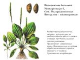 Подорожник большой Plantago major L. Сем. Подорожниковые Биогруппа – кистекорневые. Распространен повсеместно, засоряет все культуры, но наиболее обильно растет в садах и огородах, пастбищах, выносит сильное уплотнение. Предпочитает увлажненные почвы. Поверхностные и глубокие обработки ослабляют сор