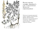 Полынь горькая Artemisia absinthium L. Сем. Сложноцветные Биогруппа - стержнекорневые. Повсеместно распространенный сорняк с широким экологическим ареалом. Растение имеет ароматный и вяжущий приторный горький вкус. Эффективные средства борьбы – глубокая подрезка и вспашка.