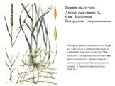 Пырей ползучий Agropyrum repens L. Сем. Злаковые Биогруппа – корневищные. Распространен повсеместно. Один из злостных и обременительных сорняков для всех культур. При сильном засорении вытесняет всю растительность. Меры борьбы – метод удушения. Используются также и химические методы борьбы.