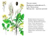 Редька дикая Raphanus raphanistrum L. Сем. Капустные Биогруппа – яровые ранние. Распространена повсеместно. Засоряет яровые и пропашные культуры, предпочитает рыхлые почвы. Очень вредоносный сорняк. Хорошо подавляется посевами озимых. Молодые всходы в посевах зерновых уничтожаются боронованием. Эффе