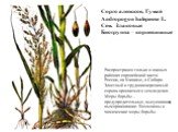 Сорго алепское, Гумай Andropogon halepense L. Сем. Злаковые Биогруппа – корневищные. Распространен только в южных районах европейской части России, на Кавказе, в Сибири. Злостный и трудноискоренимый сорняк орошаемого земледелия. Меры борьбы – предупредительные, высушивание, вымораживание. Возможны и