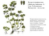 Будра плющевидная Glechoma hederacea L. Сем. Губоцветные Биогруппа – ползучие. Распространена повсеместно, предпочитает увлажненные места, засоряет луга, поля, сады и огороды. Сорняк уничтожается полностью при глубокой вспашке. Устойчивым сорняком в посевах при соблюдении агротехники не является.