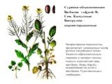 Сурепка обыкновенная Barbarea vulgaris R. Сем. Капустные Биогруппа – корнеотпрысковые. Распространена повсеместно, предпочитает увлажненные места, рыхлые плодородные почвы. Является обременительным сорняком и засоряет посевы озимых, многолетних трав, пастбища. Меры борьбы – подкашивание на лугах и п