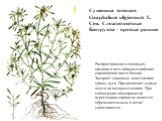 Сушеница топяная Gnaphalium uliginosum L. Сем. Сложноцветные Биогруппа – яровые ранние. Распространена в северных, средних и юго-западных районах европейской части России. Засоряет зерновые, многолетние травы, луга. Предпочитает сырые места на песчаных почвах. При соблюдении общепринятой агротехники