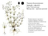 Торица обыкновенная Spergula vulgaris L. Сем. Гвоздичные Биогруппа – яровые ранние. Распространена в средних и северных районах. Засоряет зерновые пропашные, однолетние и многолетние травы. Предпочитает увлажненные почвы. Агротехнические методы не всегда эффективны. К повсходовым гербицидам устойчив