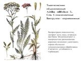 Тысячелистник обыкновенный Achillea millifolium L. Сем. Сложноцветные Биогруппа - корневищные. Распространен повсеместно, засоряет луга, сады, огороды и пастбища. Медленный рост и поверхностное расположение корневищ позволяют уничтожить сорняк обычными технологическими обработками. Считается устойчи