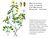 Фиалка полевая Viola arvensis M. Сем. Фиалковые Биогруппа – зимующие. Распространена повсеместно в лесной зоне. Засоряет посевы озимых и яровых зерновых, пропашных, льна, многолетних трав. Меры борьбы – провокация, предпосевная обработка. К гербицидам типа 2,4Д фиалка среднечувствительна, хорошо уни