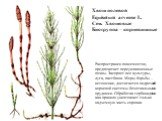 Хвощ полевой Equisetum arvense L. Сем. Хвощовые Биогруппа – корневищные. Распространен повсеместно, предпочитает переувлажненные почвы. Засоряет все культуры, луга, пастбища. Меры борьбы – истощение, достигается подрезкой корневой системы безотвальными орудиями. Обработка гербицидами как правило уни