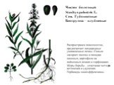 Чистец болотный Stachys palustris L. Сем. Губоцветные Биогруппа – клубневые. Распространен повсеместно, предпочитает плодородные увлажненные почвы. Сильно засоряет посевы и посадки овощных, картофеля на пойменных почвах и торфяниках. Меры борьбы – сочетание методов истощения и удушения. Гербициды ма