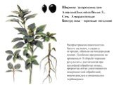 Ширица запрокинутая Amaranthus retroflexus L. Сем. Амарантовые Биогруппа – яровые поздние. Распространена повсеместно. Растет на полях, в садах и огородах, обильна на плодородных почвах. Особенно вредоносна на пропашных. В борьбе хорошие результаты достигаются при послойной обработке почвы, проростк