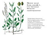 Щавелек малый Rumex acetosella L. Сем. Гречишные Биогруппа – корнеотпрысковые. Распространен повсеместно. Растет на полях, лугах, в садах и огородах. Предпочитает плодородные и увлажненные почвы. Специализированный сорняк многолетних трав. Меры борьбы – подкашивание до обсеменения, дискование.