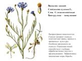 Василек синий Centaurea cyanus L. Сем. Сложноцветные Биогруппа – зимующие. Распространен повсеместно. Сильно засоряет озимые, многолетние травы, яровые и пропашные культуры. Особенно вредоносен на озимых. Очищению полей способствует глубокая обработка почвы плугом с предплужником. Эффективны химичес